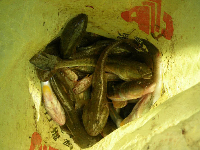 它一生只活一年,我们叫它"扔巴鱼"__财经头条