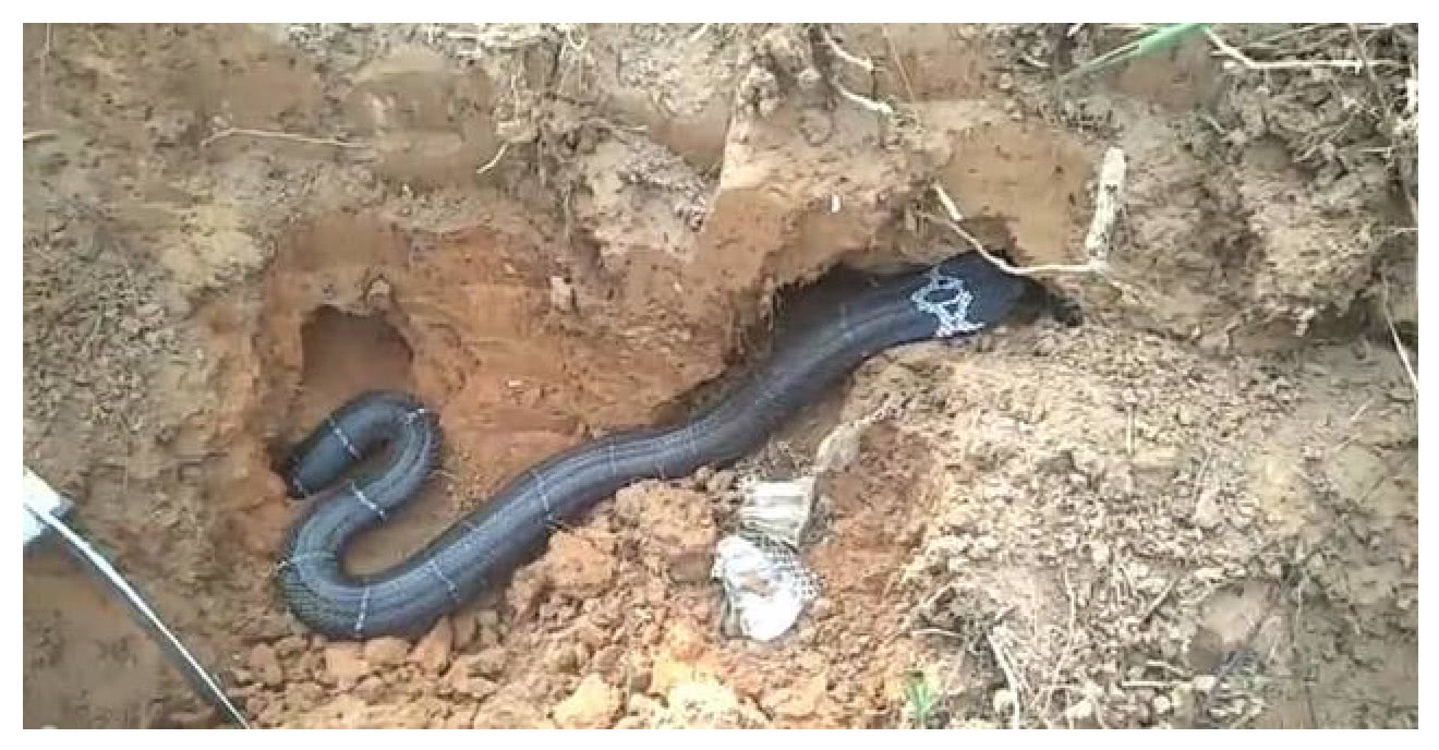 小伙户外直播引蛇出洞为火挑衅眼镜蛇网友挑战失败就火了