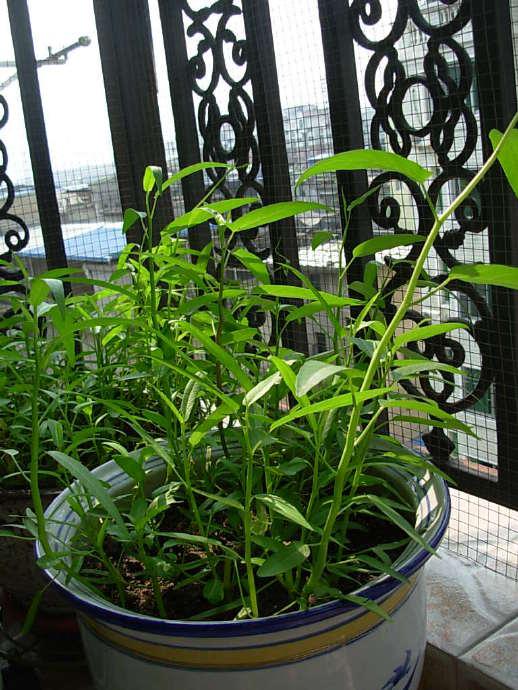 空心菜养在家里"真简单",买点种子施点肥,窜出嫩芽吃起来放心