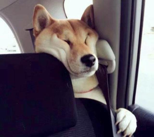 一点都没有了,刚才出门时的那股兴奋劲儿,整只狗都已经是废狗了,原来"