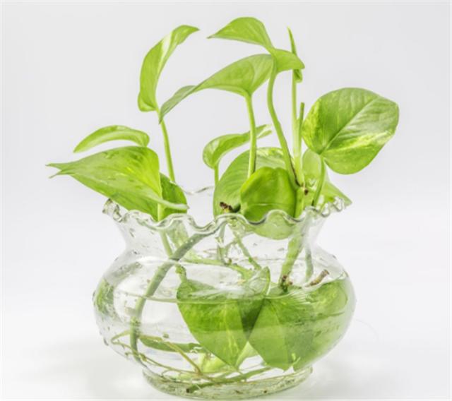 如何繁殖绿萝,花友这样扦插,叶子更加翠绿