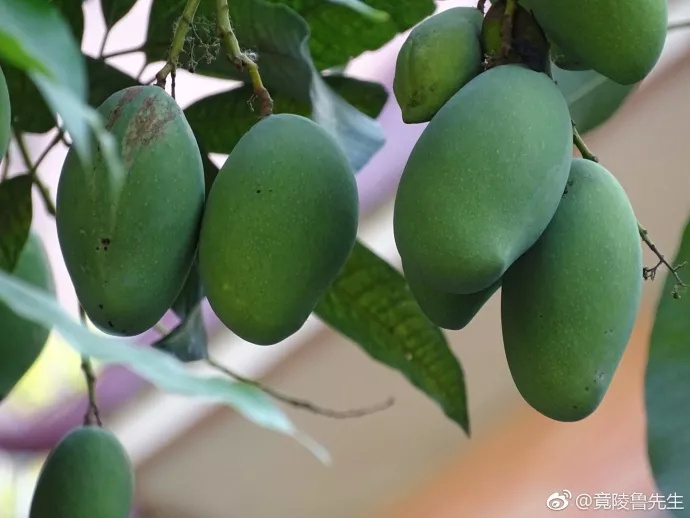 绿化芒非食用品种