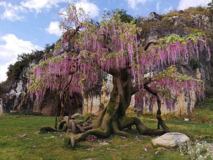 在佛铃树下,凤九,帝君和白滚滚都是一身紫色外衣造型,热巴高伟光牵着
