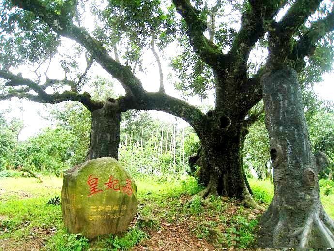 广东高州市六个值得一去的旅游景点,有时间一定去看看