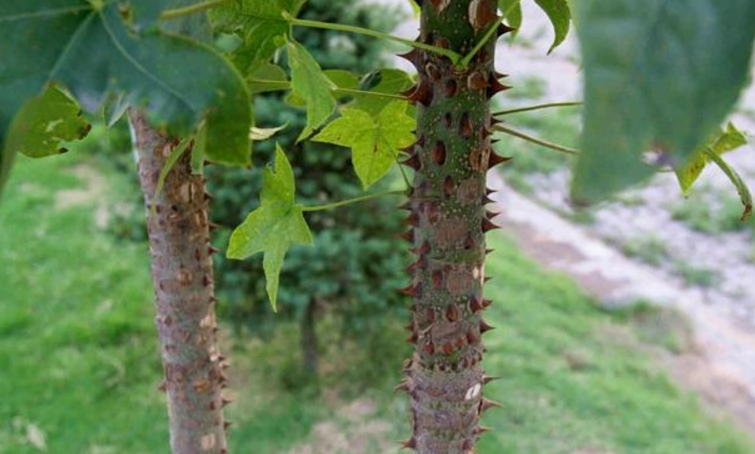 这种树浑身都是刺,农民看到后将它当柴烧,却不知它是很好的木材