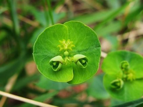 农村人称猫儿眼从前遍地都是无人采摘现在城里10元一斤