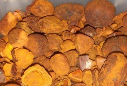 此虫生长在石头里被称中国三宝之一有钱都买不到