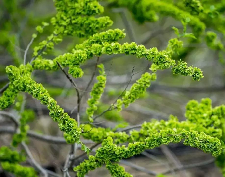 榆树|榆钱|枝头_新浪新闻