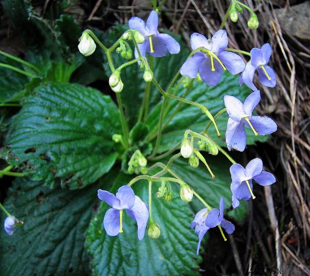 农村石缝里求生的野草花开似蝴蝶农民当杂草殊不知价值珍贵