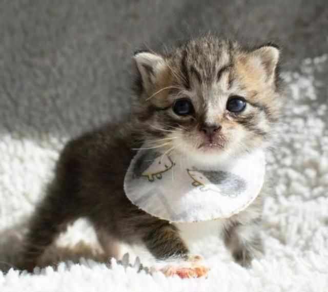 狸花猫颜值高容易饲养但仍然会给铲屎官带来一些小烦恼