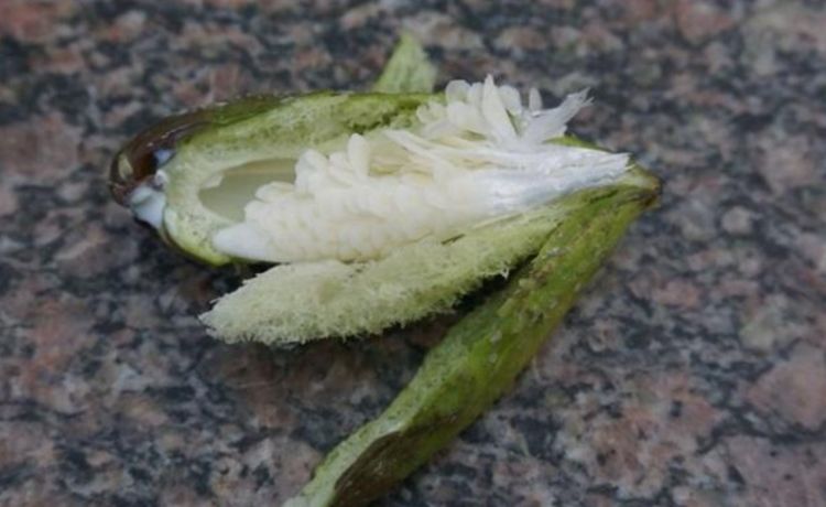 农村这野草人称羊婆奶,以前以为有毒,如今一斤30元成稀罕货