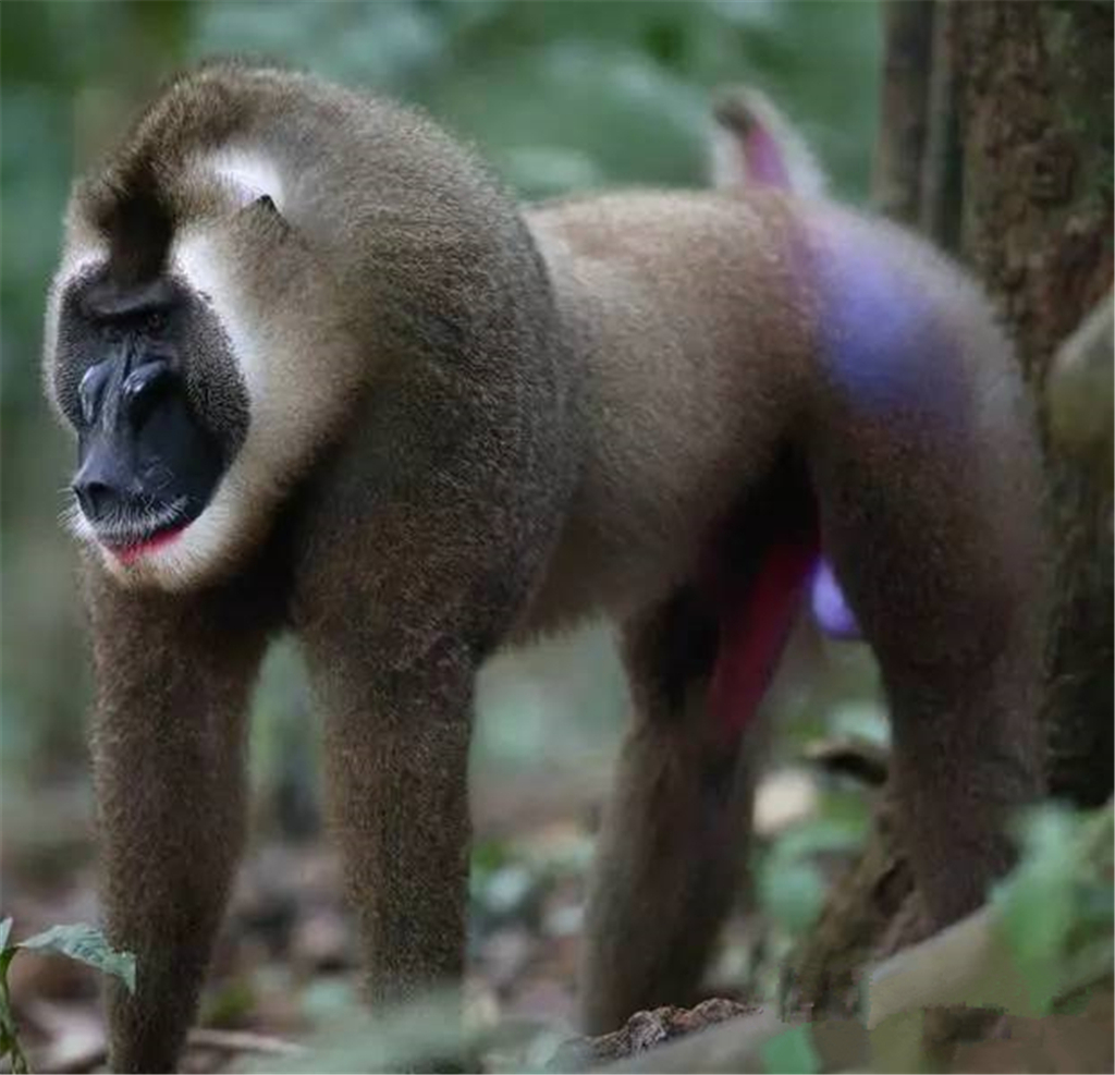非洲荒岛上发现鬼狒,通过触觉交流,目前不足3000只濒临灭亡