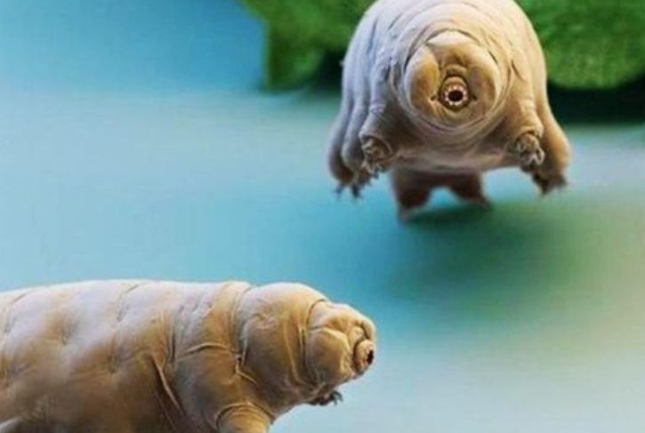 存活在地球5亿年的生物,煮不烂也冻不死,根本没有任何的天敌