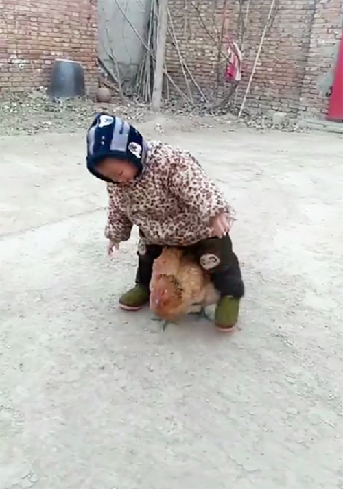 宝宝回奶奶家过年,家里养的小动物都怕了,宝妈:每天坐"飞鸡"