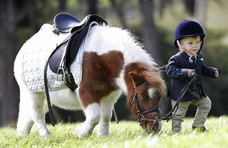 世界上最袖珍的马,三岁小孩都可以骑,让人大开眼界__财经头条