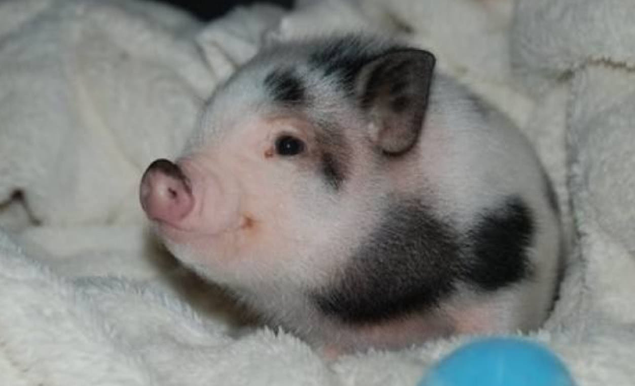 宠物猪网店店主被雷到了:卖出去的小猪猪,不久被人烤成乳猪|迷你猪