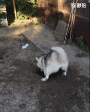 但是二哈依旧撅着屁股使劲的刨着土:别管我,我要把地球给挖穿!