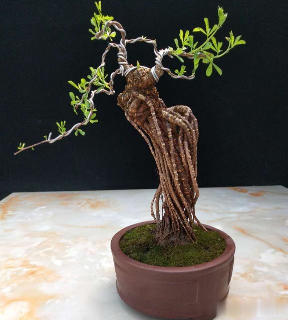 冠幅饱满,主次分明,满盆都是根,长势喜人《木瓜》又名木梨,降龙木!