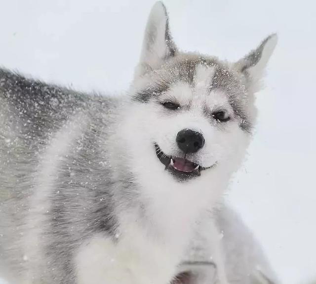 雪地|檔次|哈士奇_新浪新聞