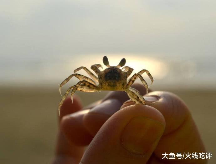 最小螃蟹才黄豆般大小喜欢藏生蚝里还会给生蚝挠痒痒