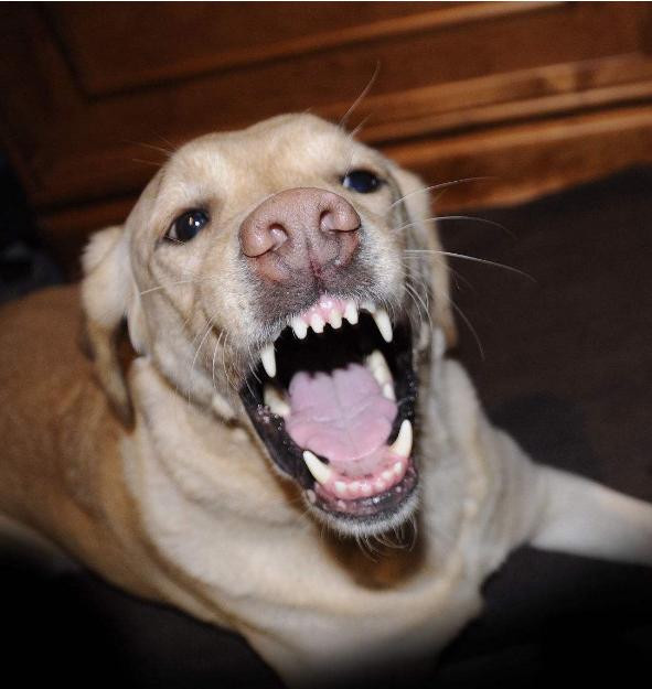 这6件事你最好不要对拉布拉多做,小心它咬你!