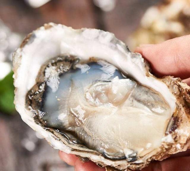 生蚝和海蛎子看着像双胞胎区别却很大老渔民来教你怎样分辨