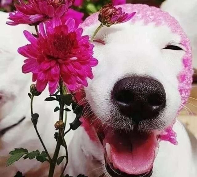 未来老丈人来家谈婚嫁大事,金毛狗狗叼出套套,场面瞬间尴尬!