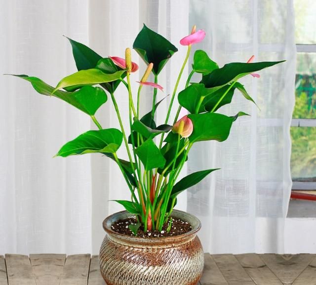 卧室必养6种花能杀菌还净化空气让你睡得踏实少生病