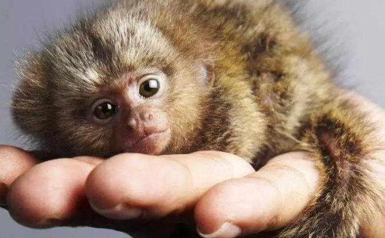 养稀奇宠物有可能是犯罪!|野生动物|陆龟|狨_新浪新闻