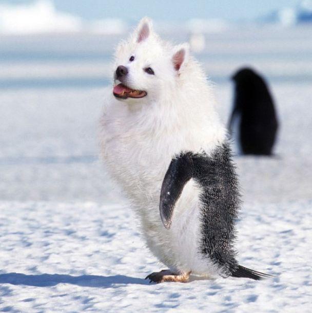 当动物的头ps到企鹅的身上之后这也太可爱了吧