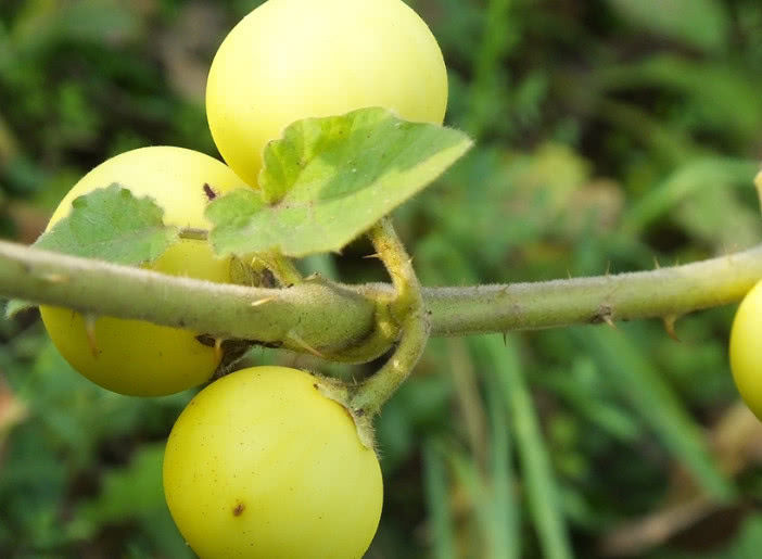 一种黄色的野果子在农村地方很常见但在城里有钱都难买到