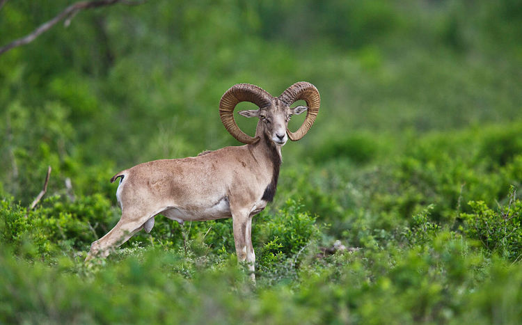 世界上最"憋屈"的动物,能躲避无数天敌,却死于自己角下|羊角|角|天敌
