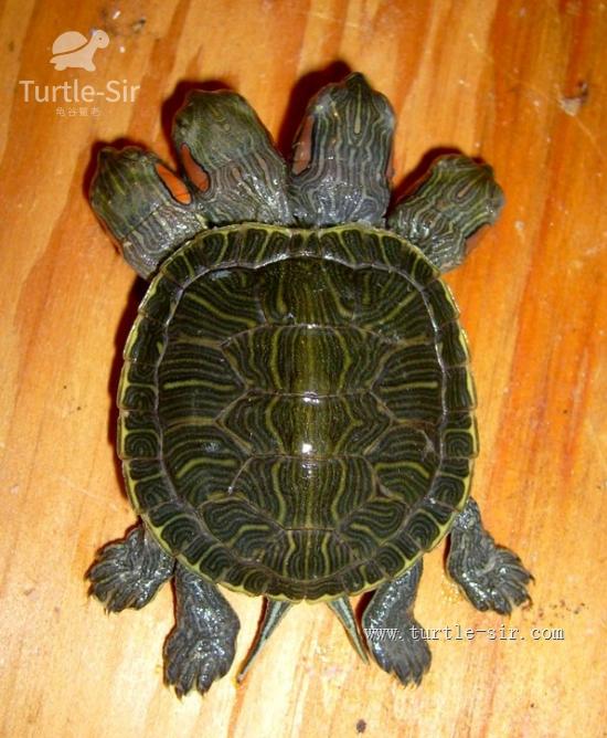 四个头的巴西龟趣怪非常,猜猜它受哪个头的控制「龟谷鳖老」