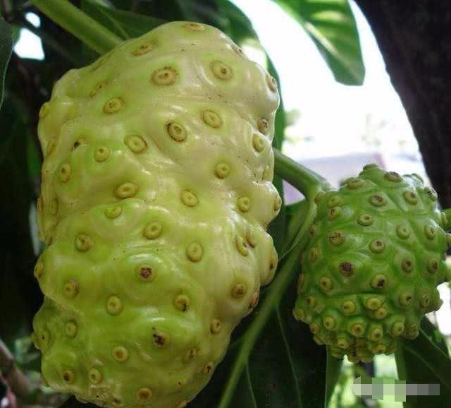 全球"最丑"的5种水果, 图1丑到哭, 图2像鸡爪子, 图4无法下嘴