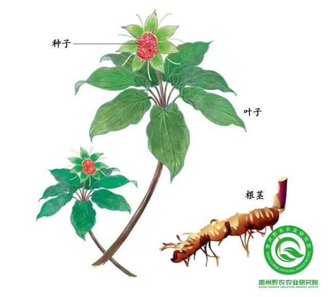 重楼、七叶一枝花种植前景分析,附种植技术
