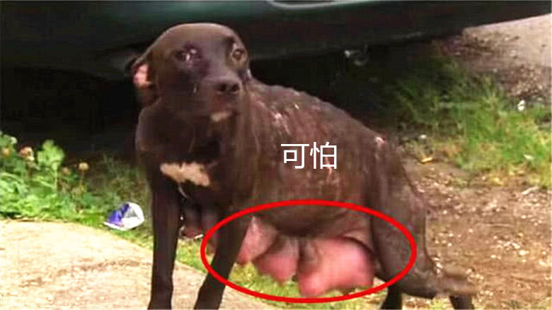 而且流浪母狗不停的怀孕,有的时候绝育对于它们来说何尝不是一件好事.