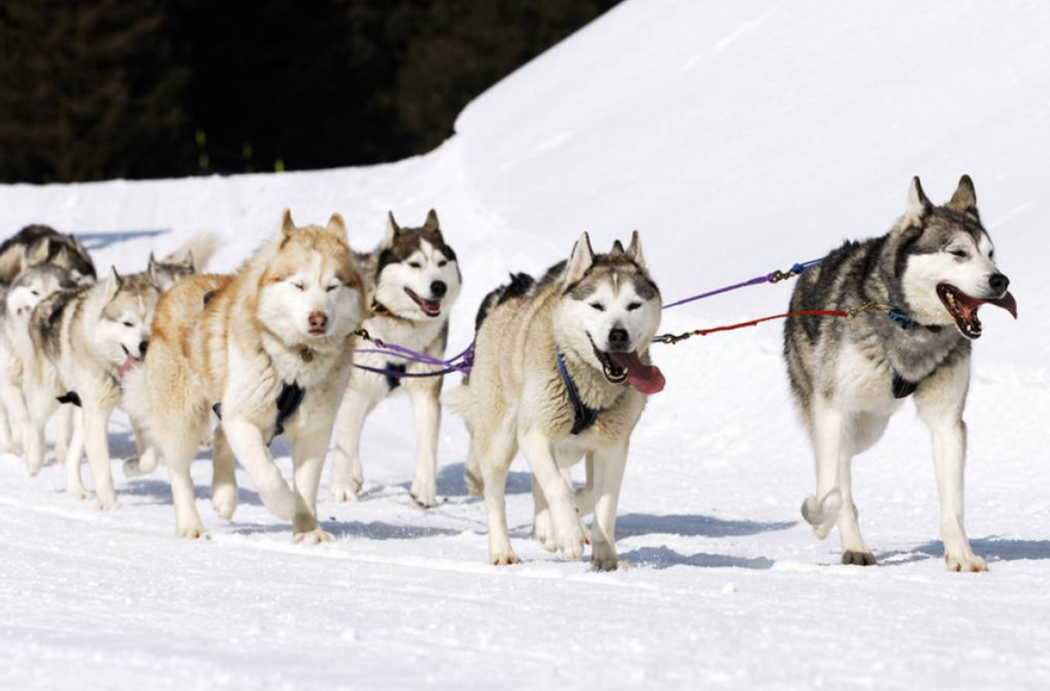 狗狗|主人|过冬_新浪新闻