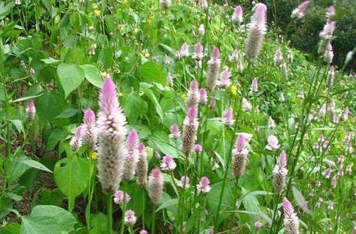 农村这种野草可以在家里当盆栽原来对目赤肿痛有疗效