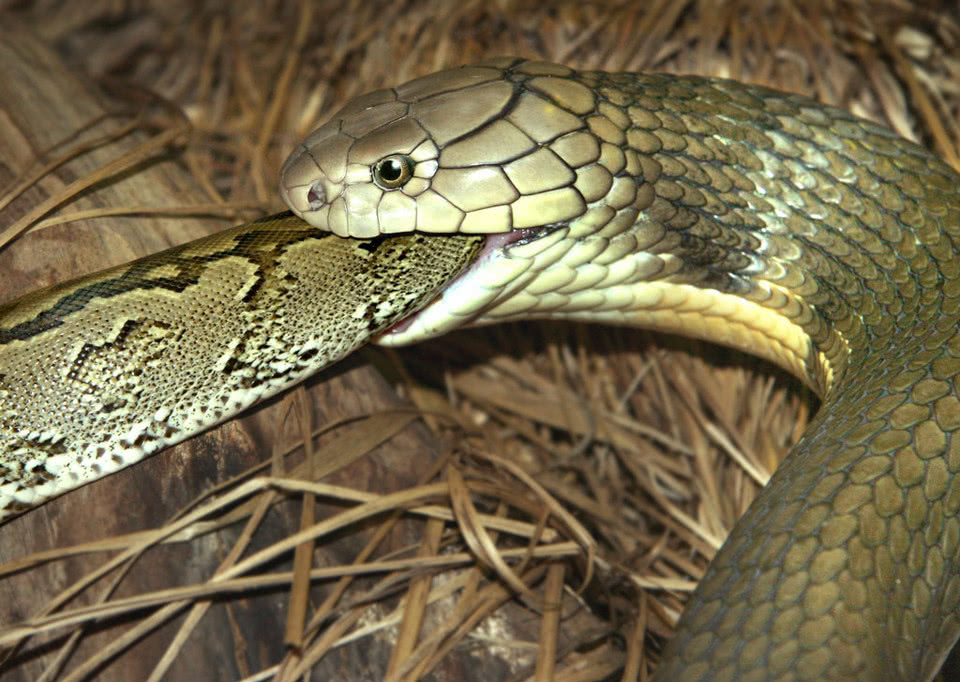 眼镜王蛇喜欢吃母蛇,连蟒蛇也不放过,蛇类食人族说的就是它