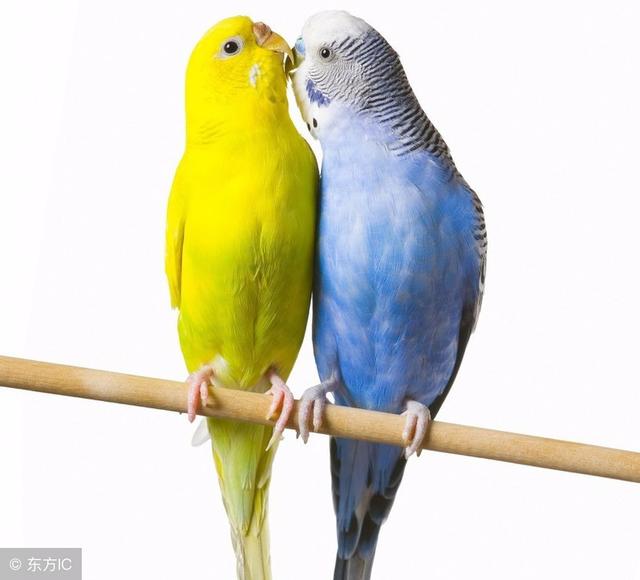 心理学:选出你最喜欢的爱情鸟测试你跟ta白头偕老的指数有多高