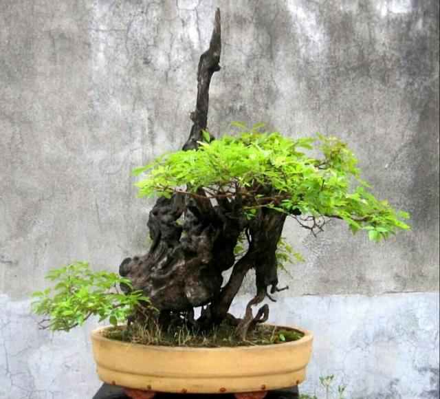 山上常见的荆疙瘩,怎样才能做成漂亮的盆景