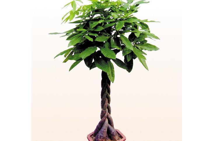 养"摇钱树"做好这4点,叶子茂密有生机,财源滚滚进家门