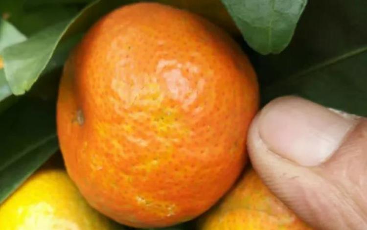 元旦过后,砂糖橘冻伤果出现,市场行情会不会崩溃?
