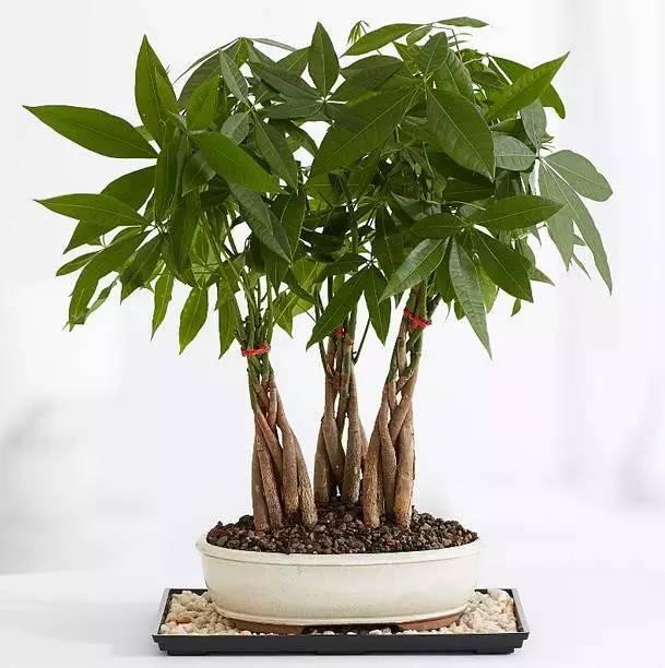 发财树的风水学怎么摆放财运佳学着点吧