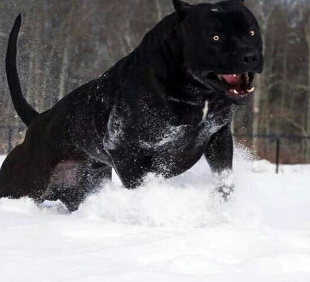 加纳利犬的体型非常匀称,且呈流线型,被毛很短多为黑色或虎斑色,它的