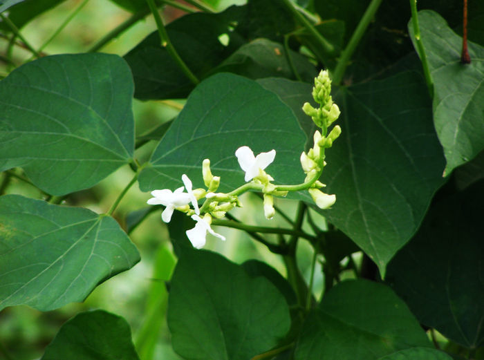乡村的白扁豆,家乡人的喜爱,做饭菜味美,而且产量高!