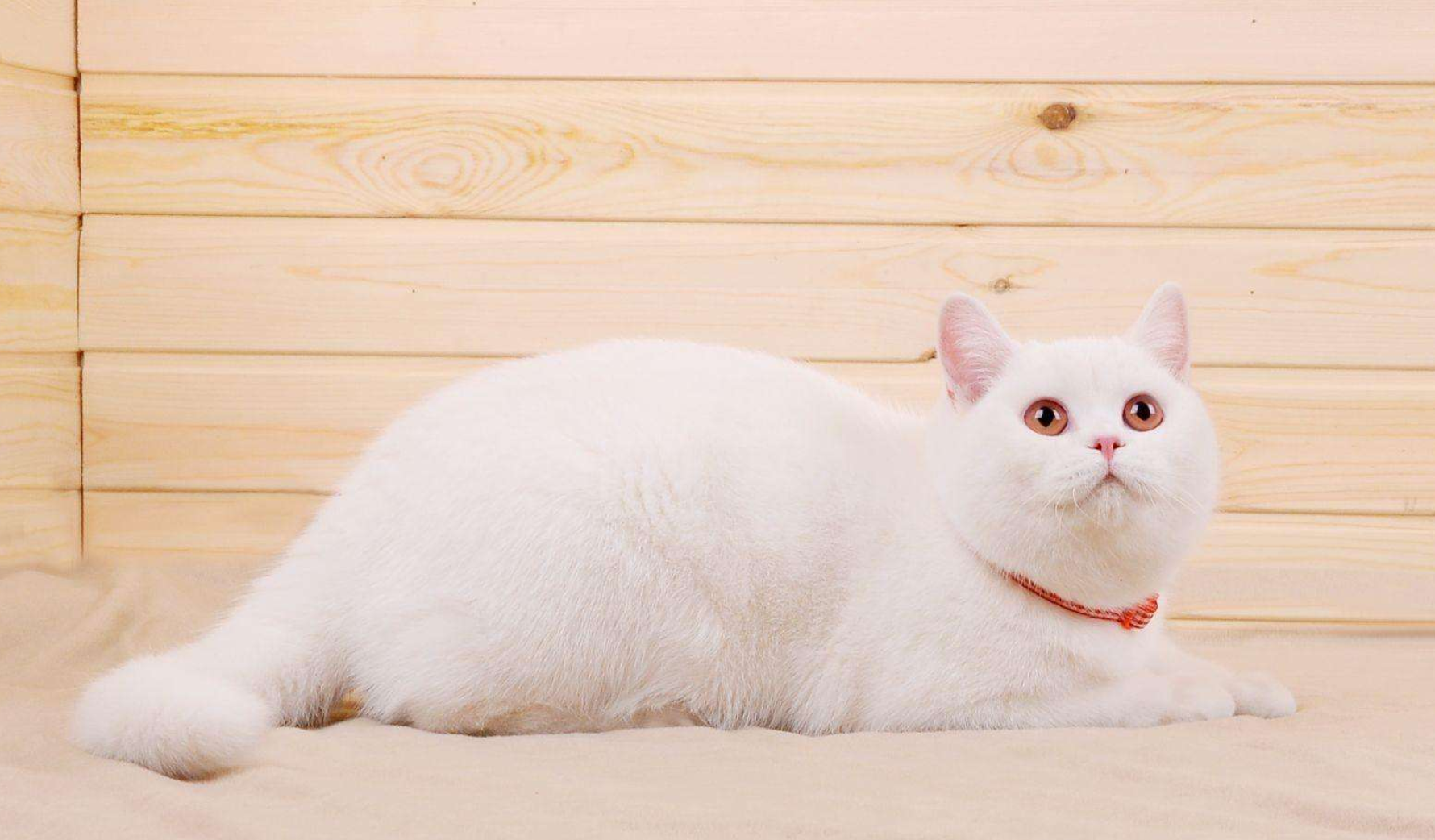 白色的猫都是中华田园猫网友错这三种喵星人中也有白色的