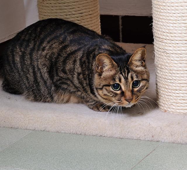 这样驯养,狸花猫一样可爱乖巧