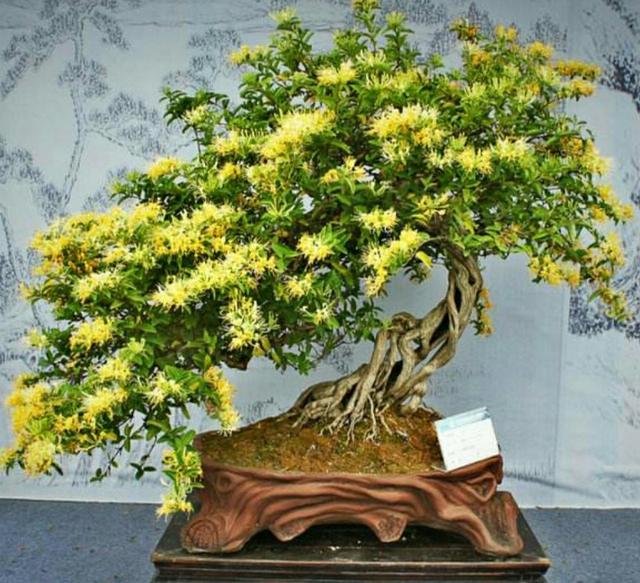 金银花盆景要怎样修剪才能更显苍劲古朴自然优美呢一起学习