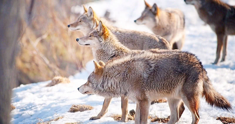 "猛虎架不住群狼",东北虎遇到狼群真会逃跑?答案令人大跌眼镜